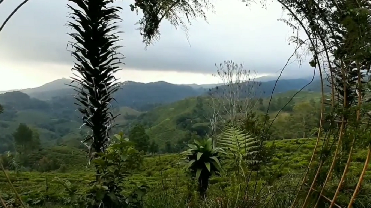 Bukit Kacapi 4