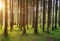 Tips Berwisata ke Alam: Panduan untuk Petualangan yang Tak Terlupakan