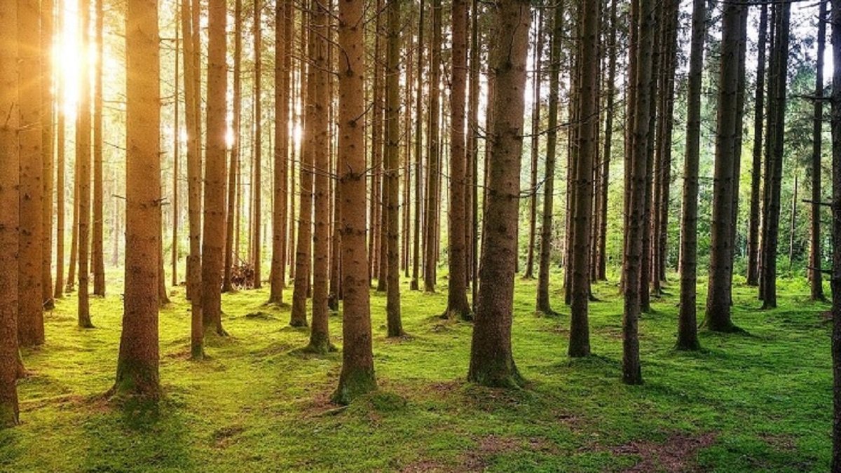 Tips Berwisata ke Alam: Panduan untuk Petualangan yang Tak Terlupakan